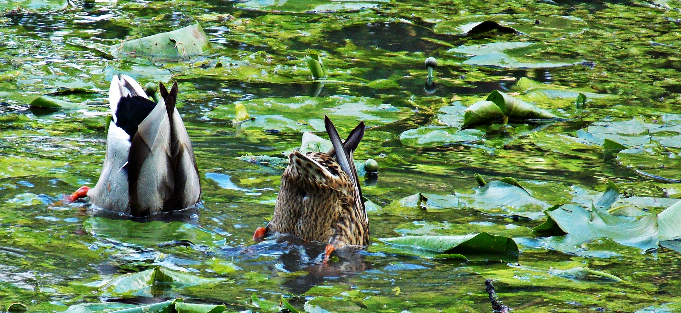 Köpfchen in das Wasser...