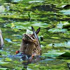 Köpfchen in das Wasser...