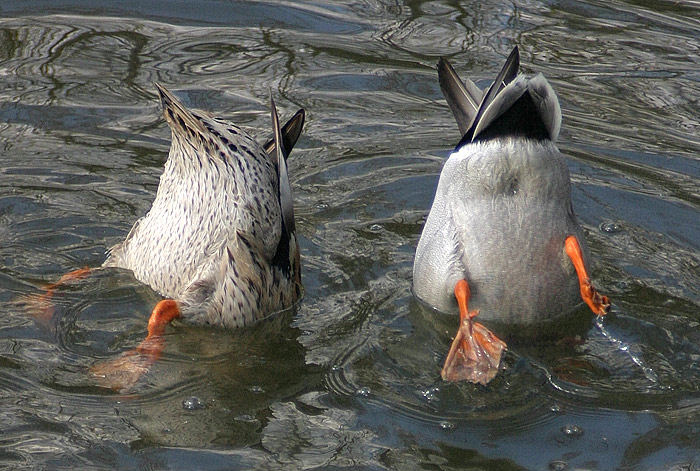 Köpfchen in das Wasser ...