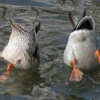 Köpfchen in das Wasser ...