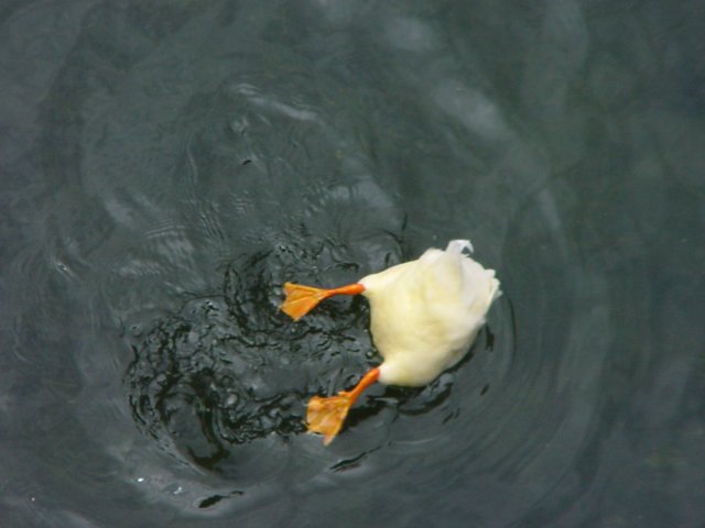 Köpfchen in das Wasser...