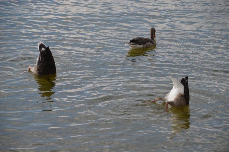 Köpfchen in das Wasser