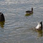 Köpfchen in das Wasser