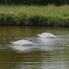 Köpfchen in das Wasser.....