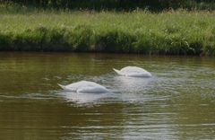 Köpfchen in das Wasser.....