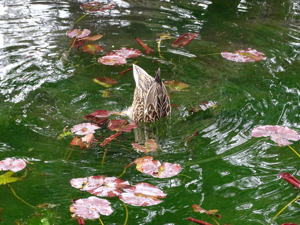 Köpfchen in das Wasser ......