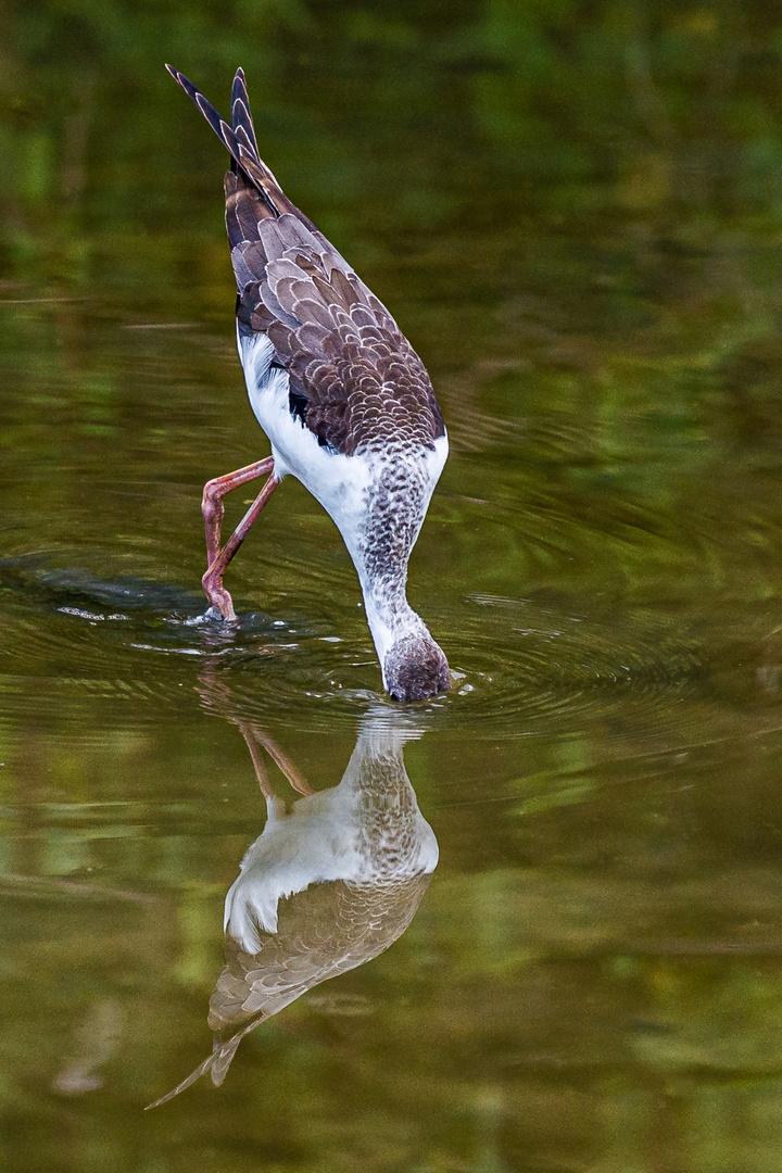 Köpfchen in das Wasser ...