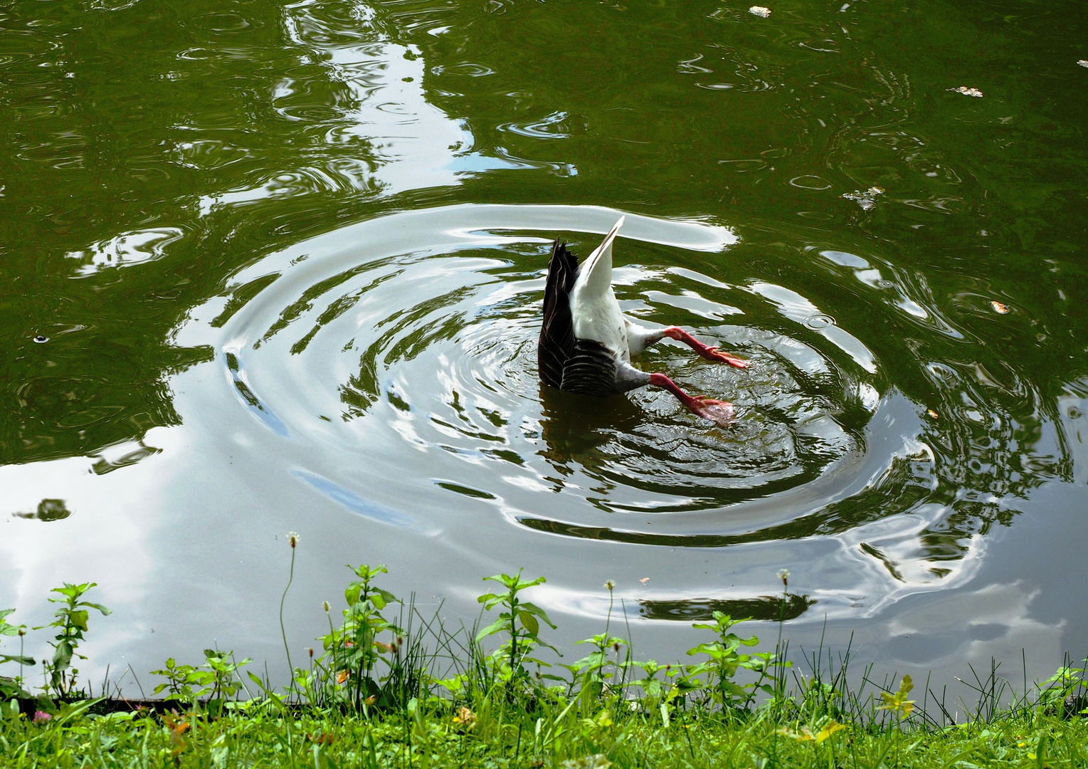 Köpfchen in das Wasser