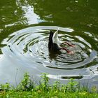 Köpfchen in das Wasser