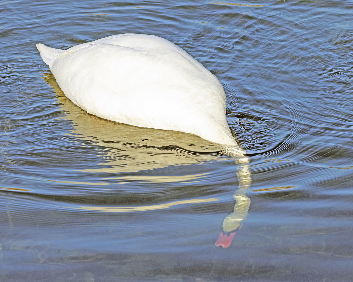 Köpfchen in das Wasser........