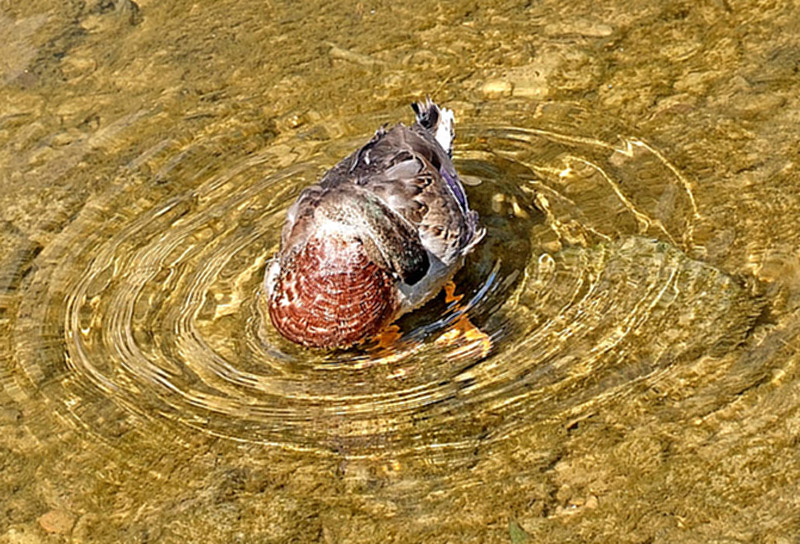 Köpfchen in das Wasser........