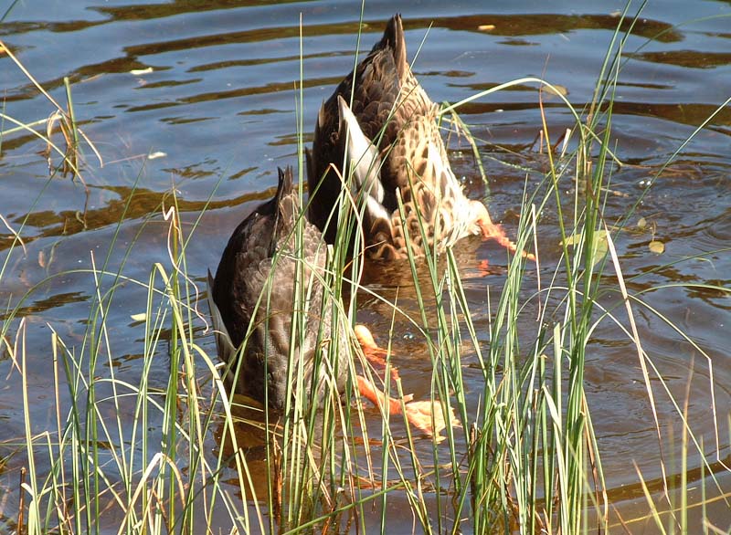 Köpfchen in das Wasser ...