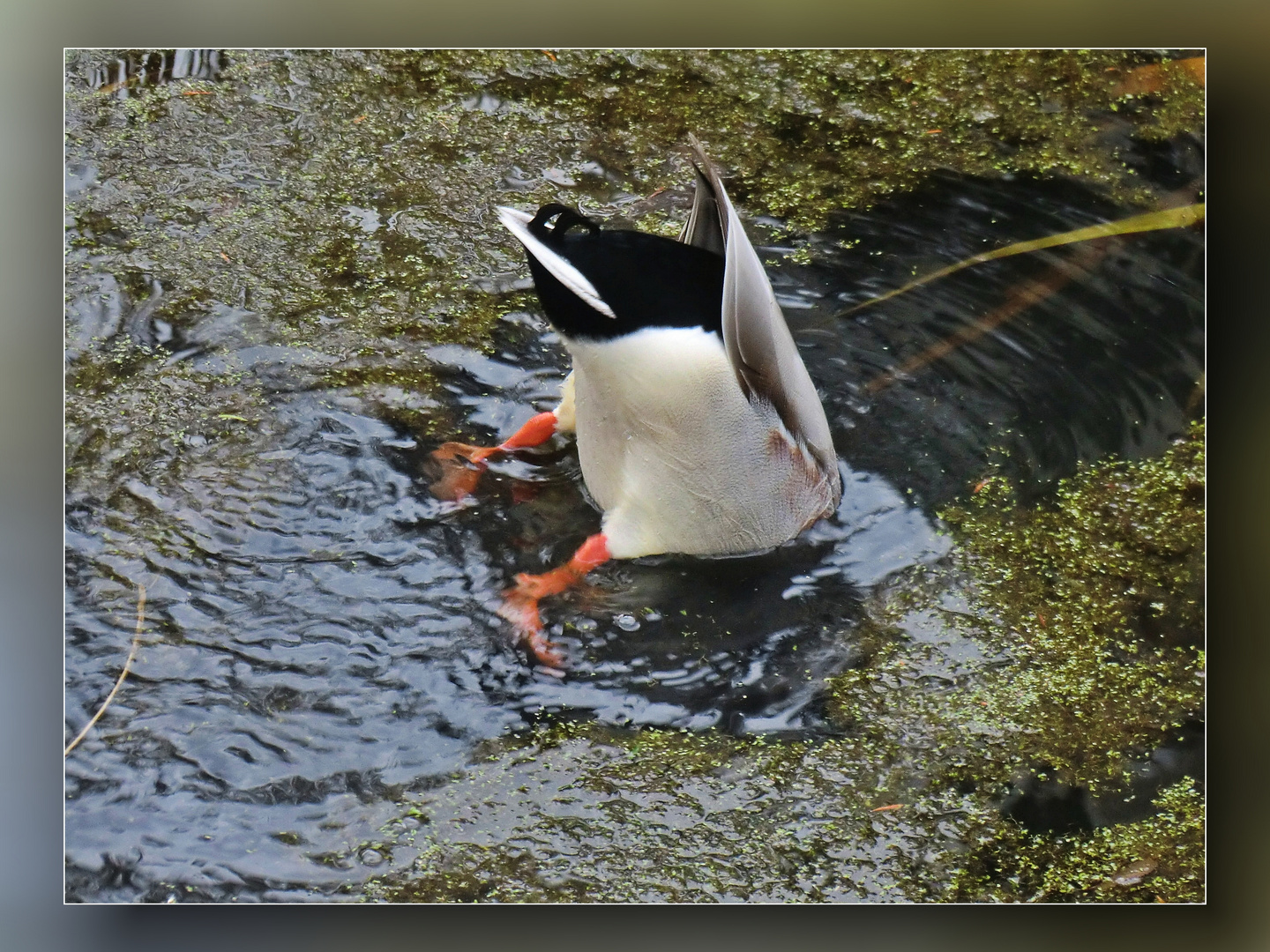 Köpfchen in das Wasser ..........