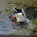 Köpfchen in das Wasser ..........