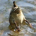 Köpfchen in das Wasser...