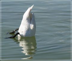 Köpfchen in das Wasser ....