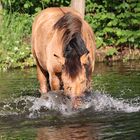 Köpfchen in das Wasser ...