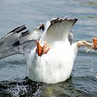 Köpfchen in das Wasser...