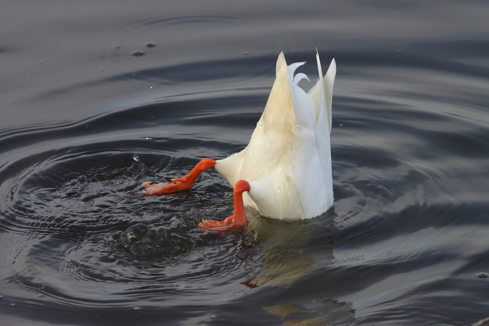 Köpfchen in das Wasser