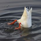 Köpfchen in das Wasser