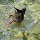 Köpfchen in das Wasser