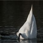 Köpfchen in das Wasser...