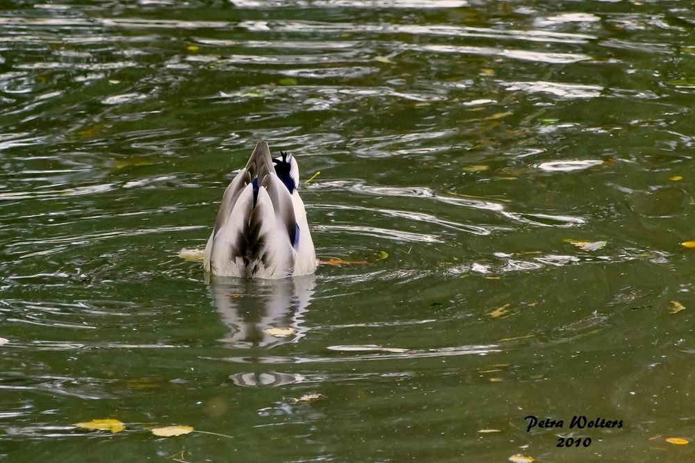 Köpfchen in das Wasser.....