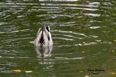 Köpfchen in das Wasser.....