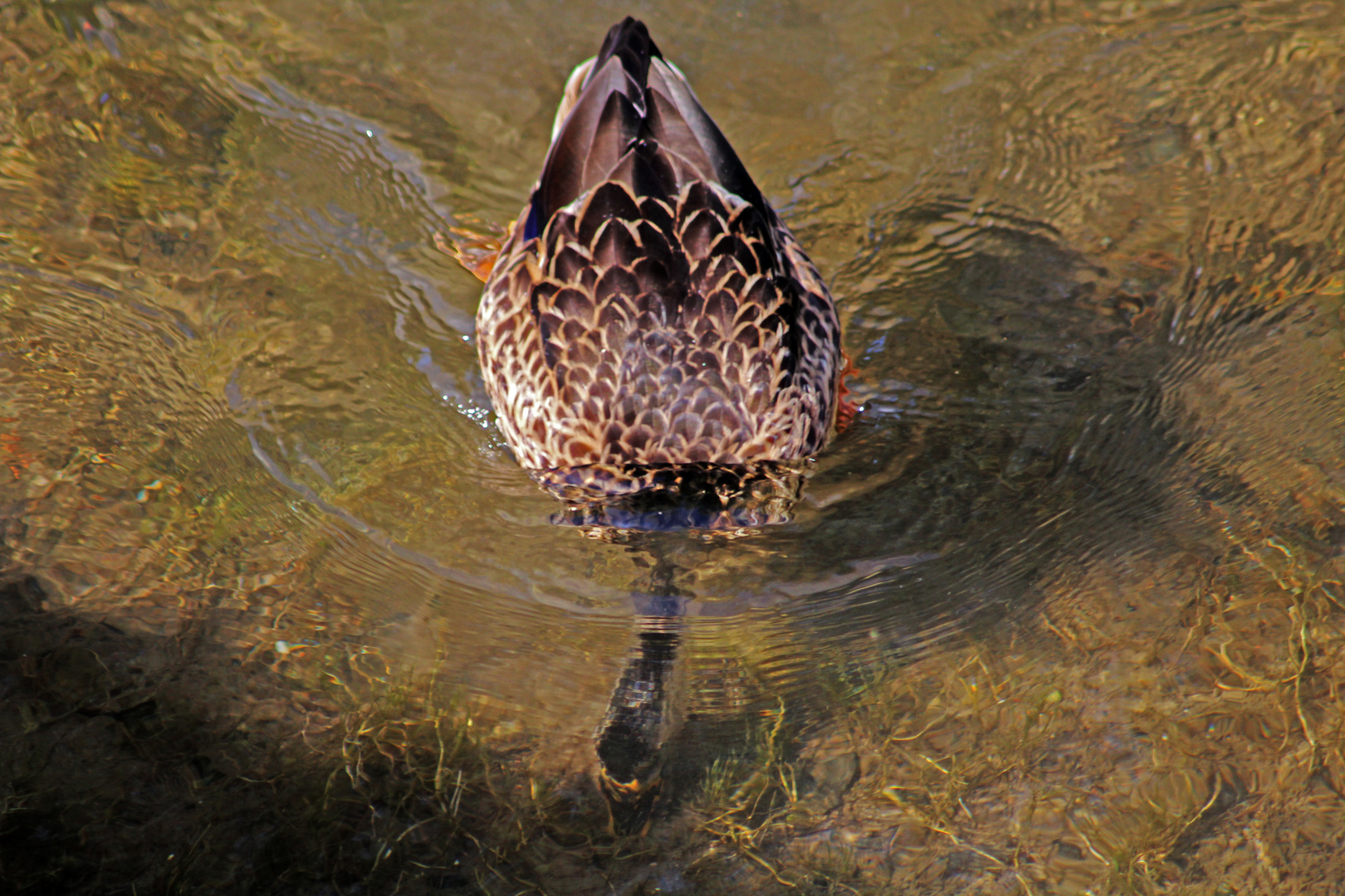 Köpfchen in das Wasser :D