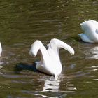 Köpfchen in das Wasser