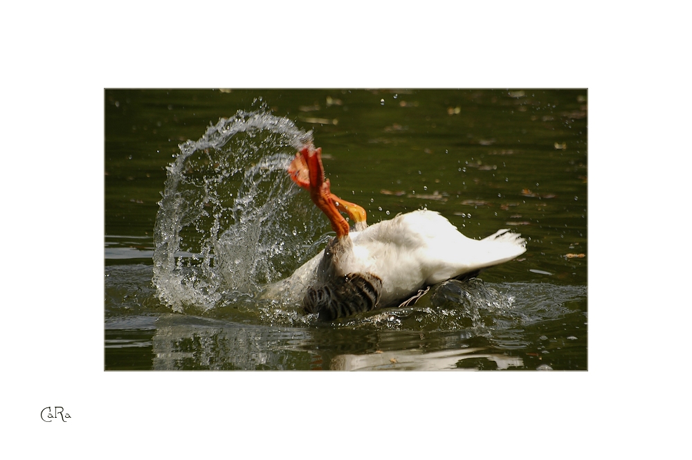 Köpfchen in das Wasser.... die Zweite.....