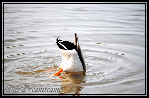 Köpfchen in das Wasser ...