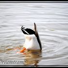 Köpfchen in das Wasser ...