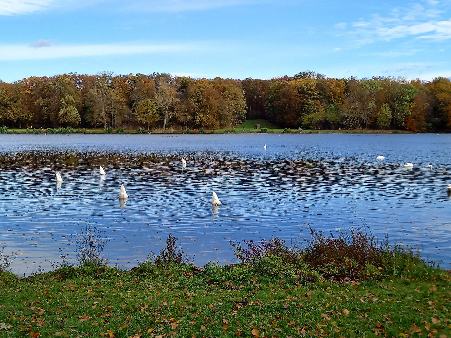 Köpfchen in das Wasser