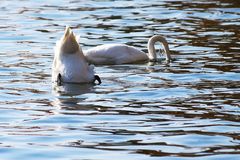 Köpfchen in das Wasser