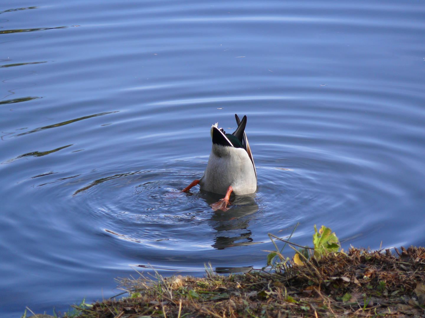 Köpfchen in das Wasser