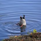 Köpfchen in das Wasser