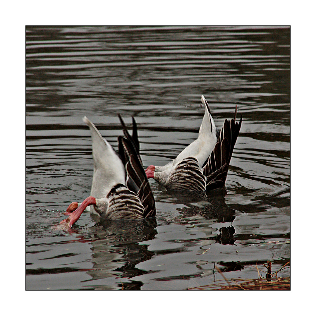 Köpfchen in das Wasser ...