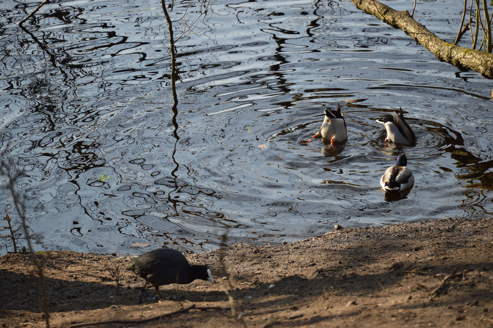 "Köpfchen in das Wasser..."