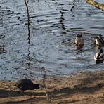 "Köpfchen in das Wasser..."