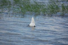 Köpfchen in das Wasser...