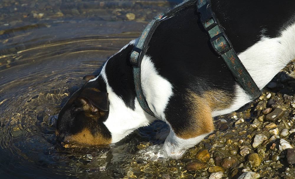 Köpfchen in das Wasser...