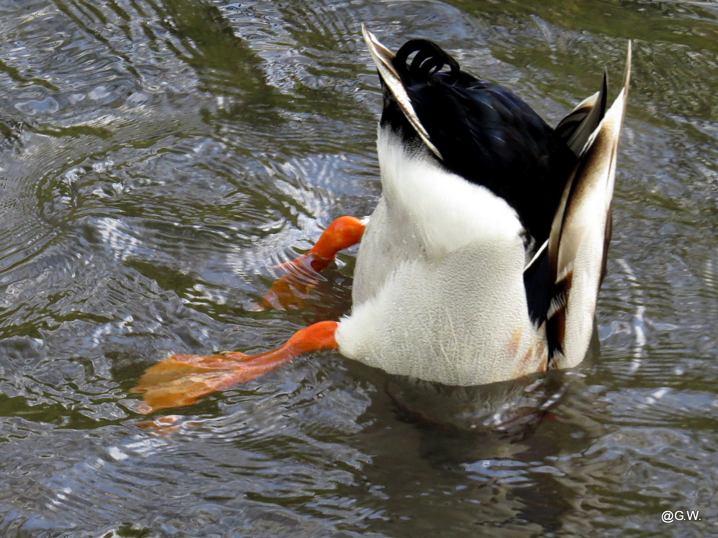 Köpfchen in das Wasser........