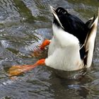 Köpfchen in das Wasser........