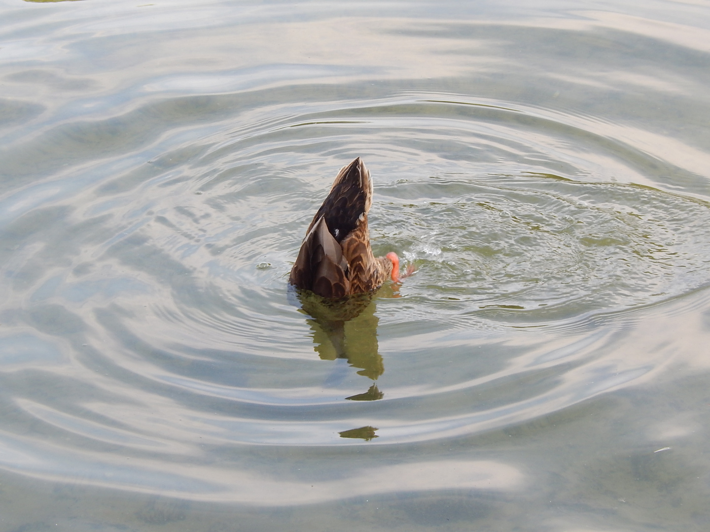 Köpfchen in das Wasser...