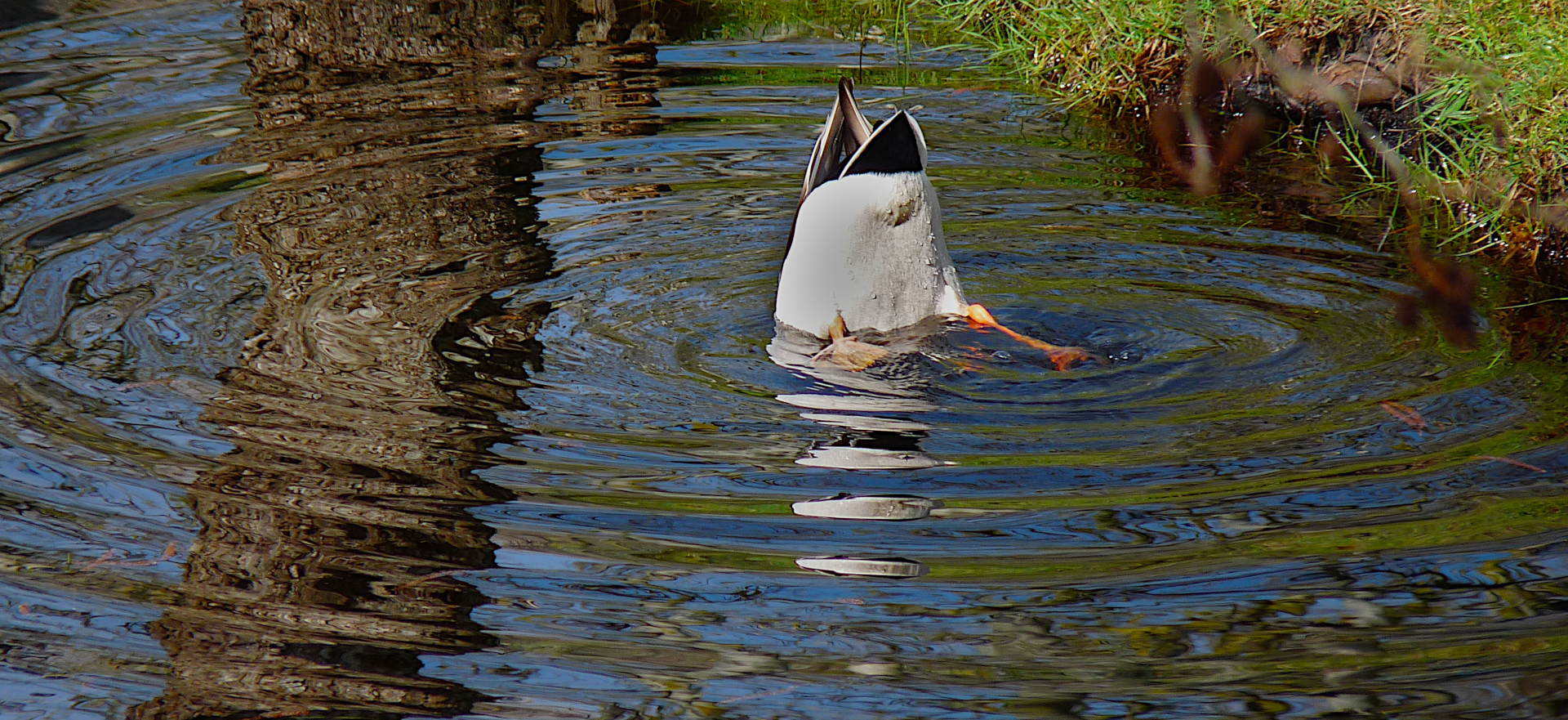 Köpfchen in das Wasser 