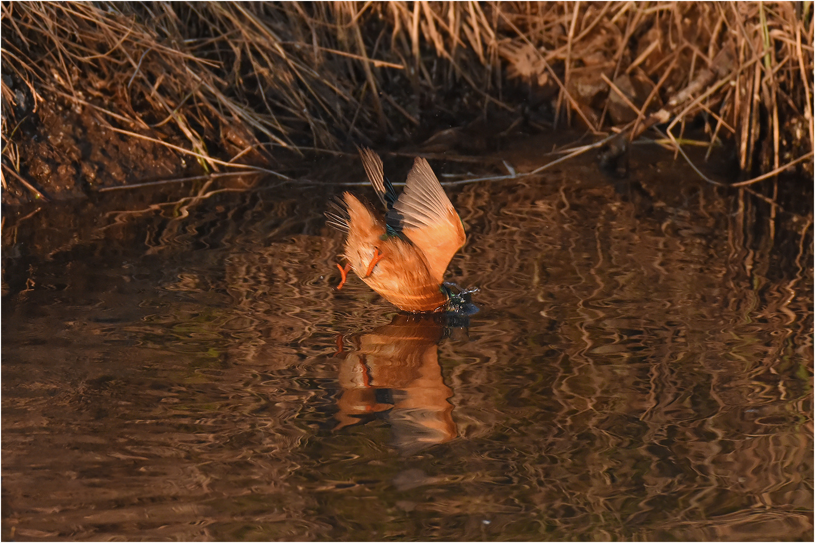 Köpfchen in das Wasser