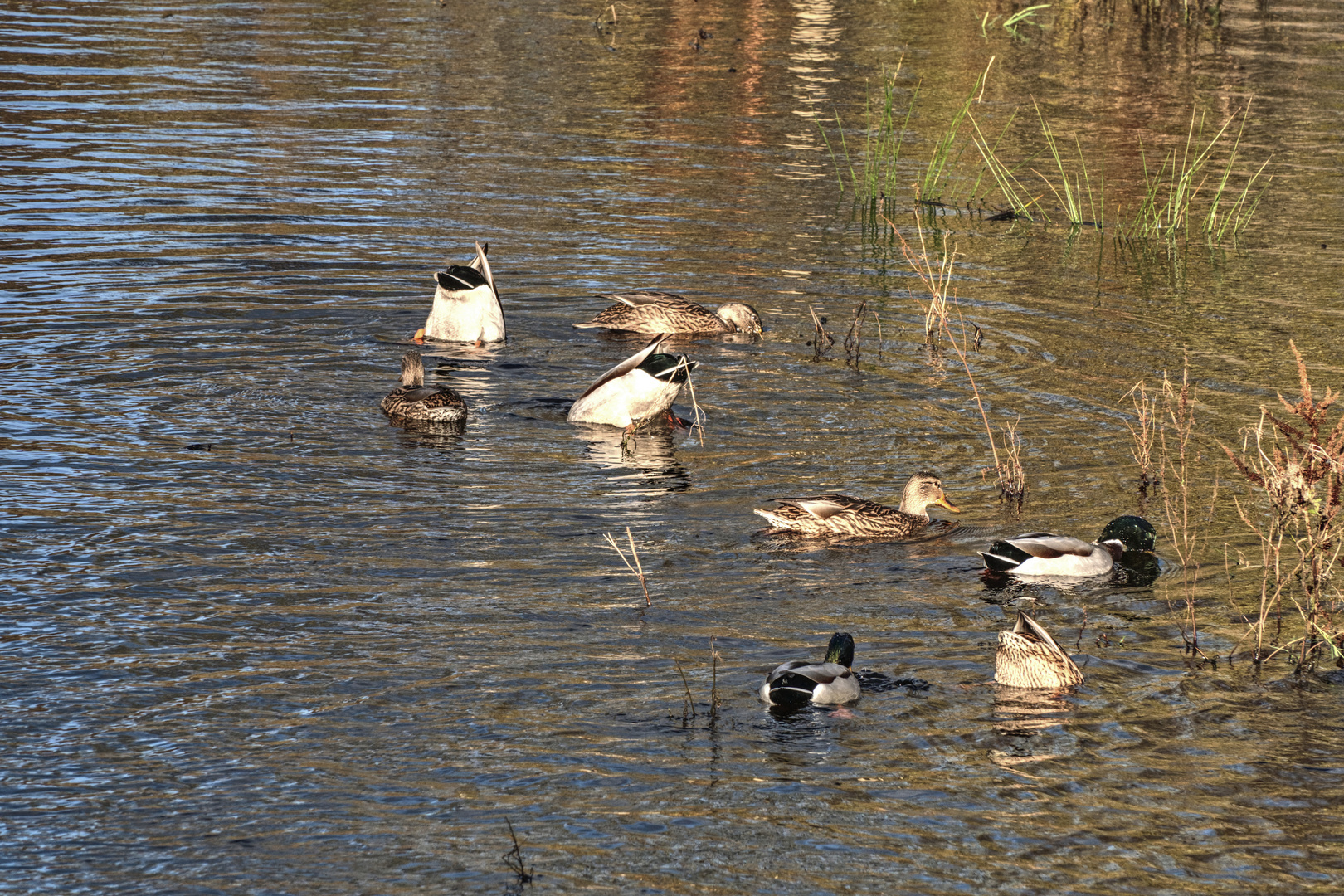 Köpfchen in das Wasser- Schwänzchen ......