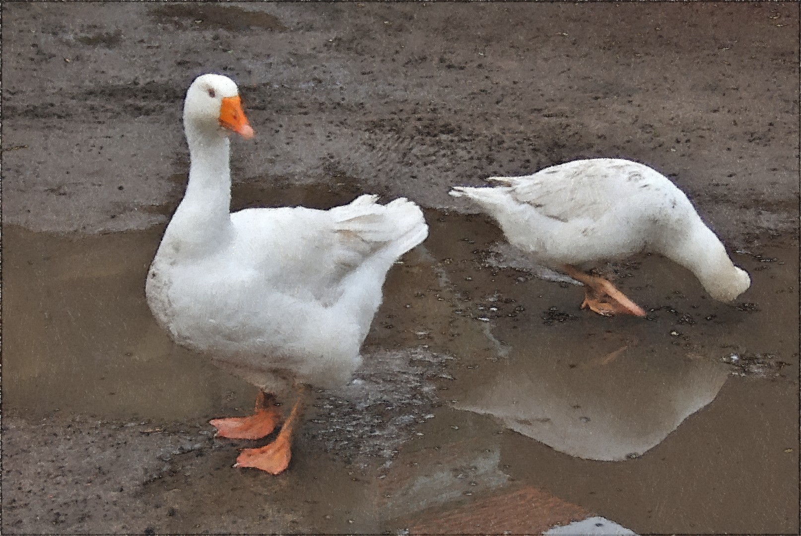 Köpfchen in das Wasser, Schwänzchen in die Höh´  ...