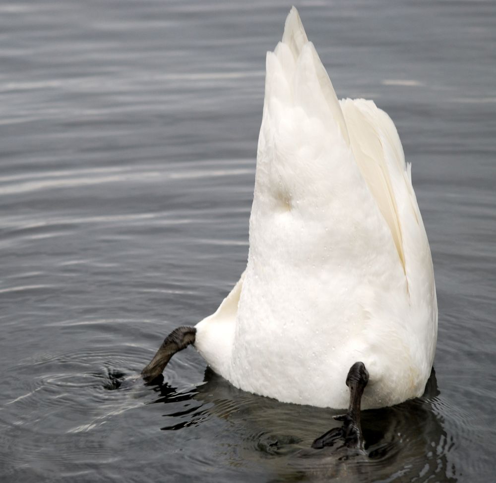 Köpfchen in das Wasser, Schwänzchen in die Höh`...